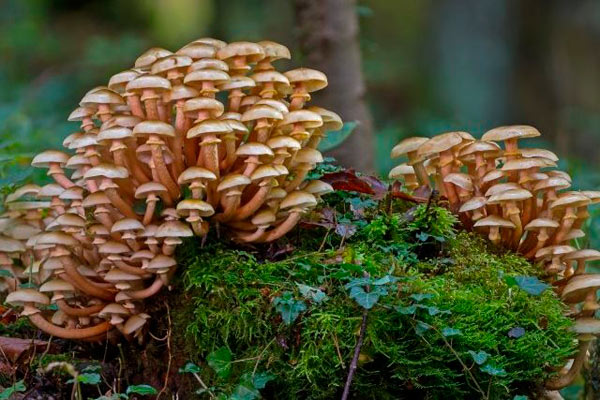 Картинки опята грибы съедобные. Опята: как найти, основные виды, полезные свойства + 70 фото