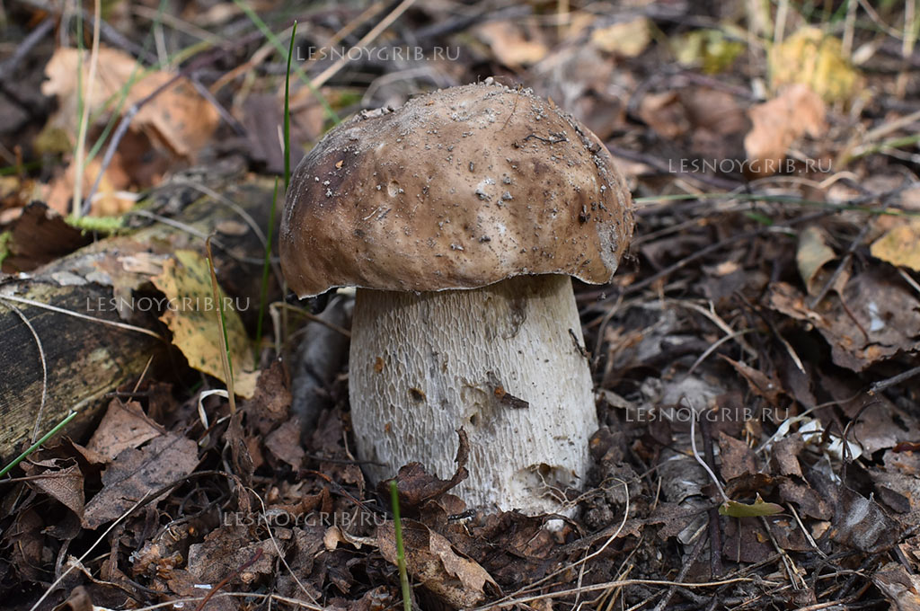 белый гриб фото 1