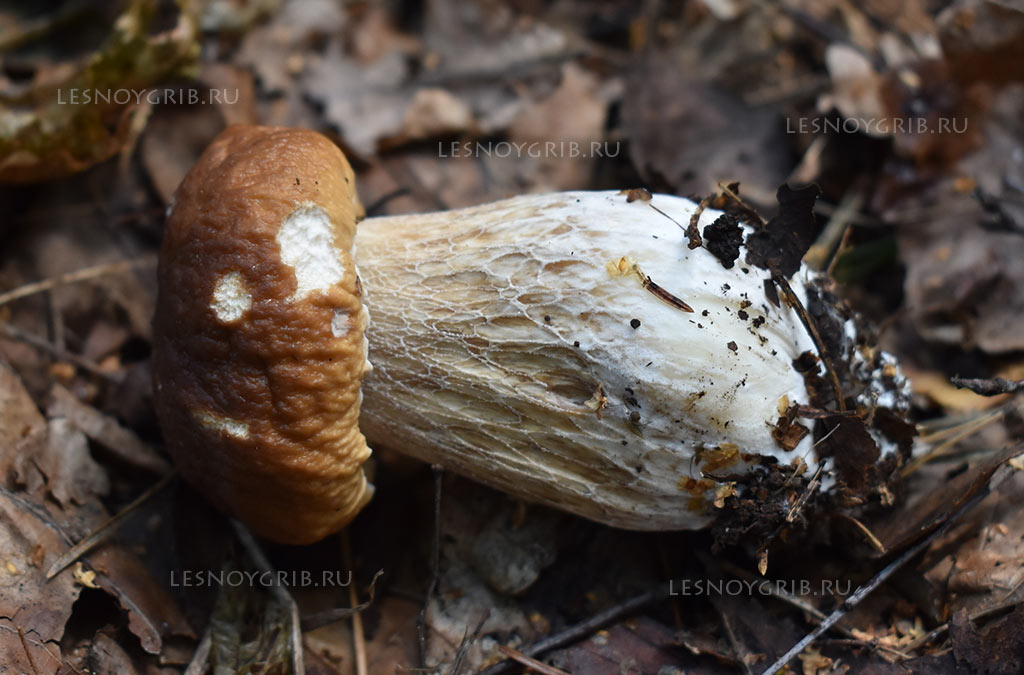 белый гриб фото 10