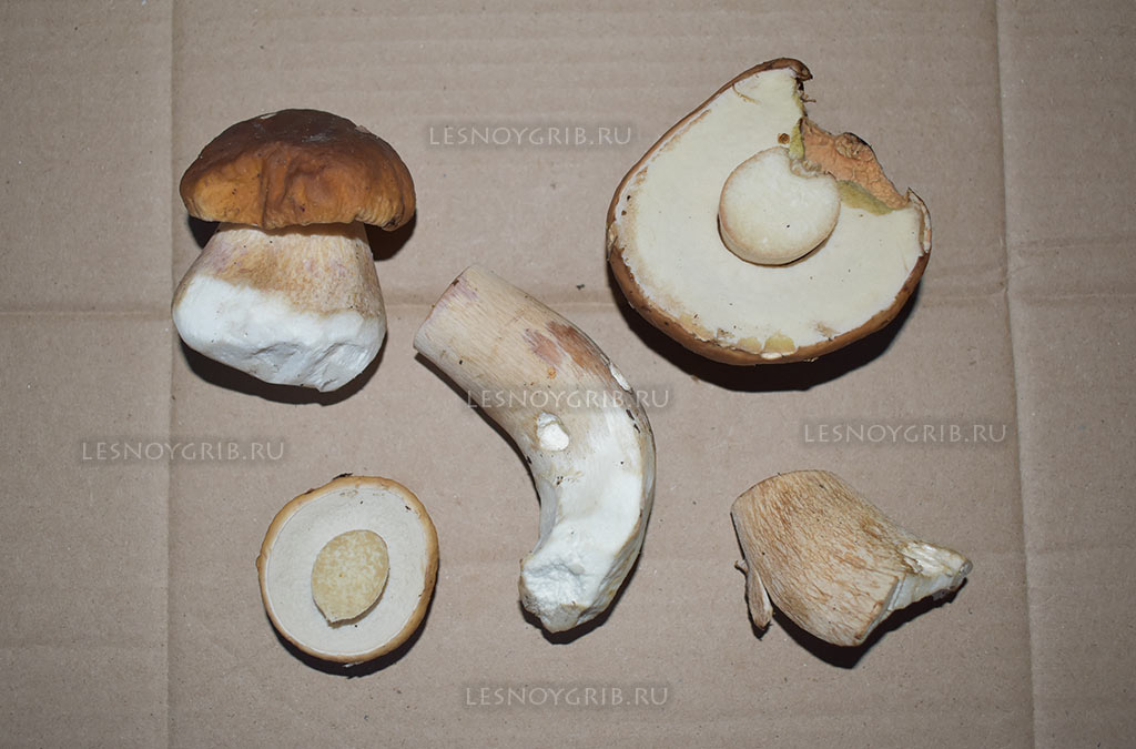 белый гриб фото 11