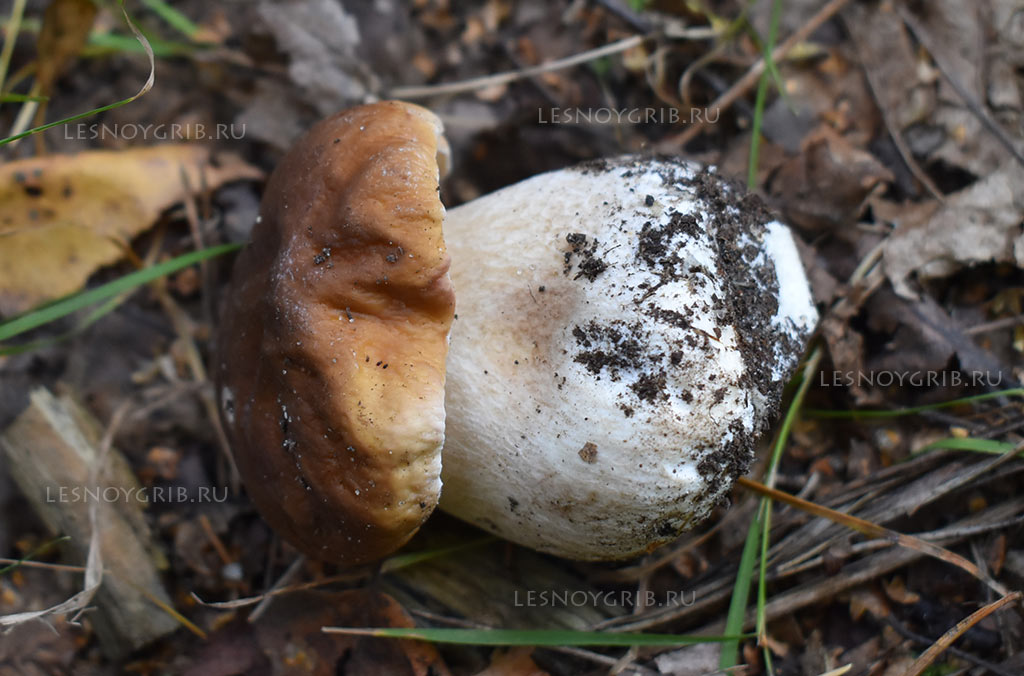 белый гриб фото 3