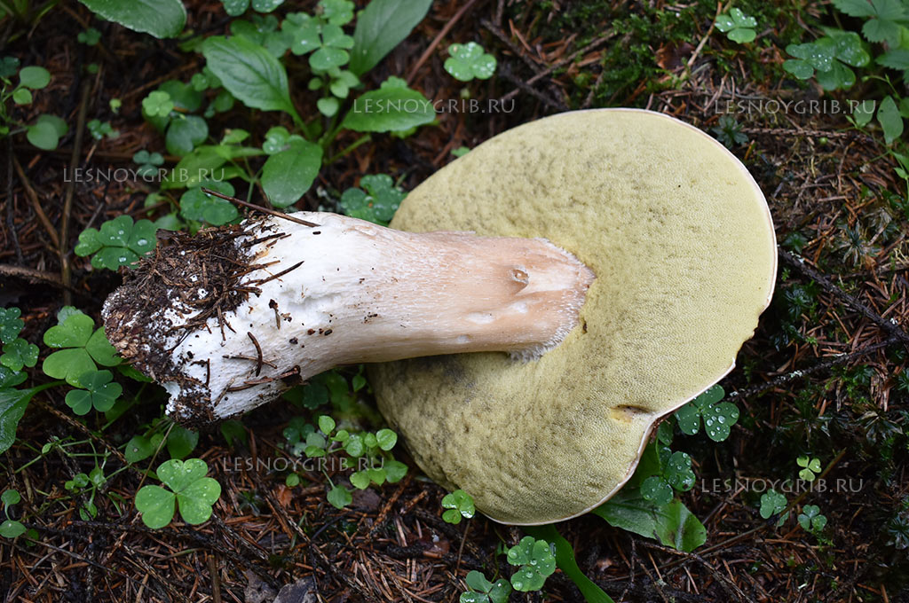белый гриб фото 6