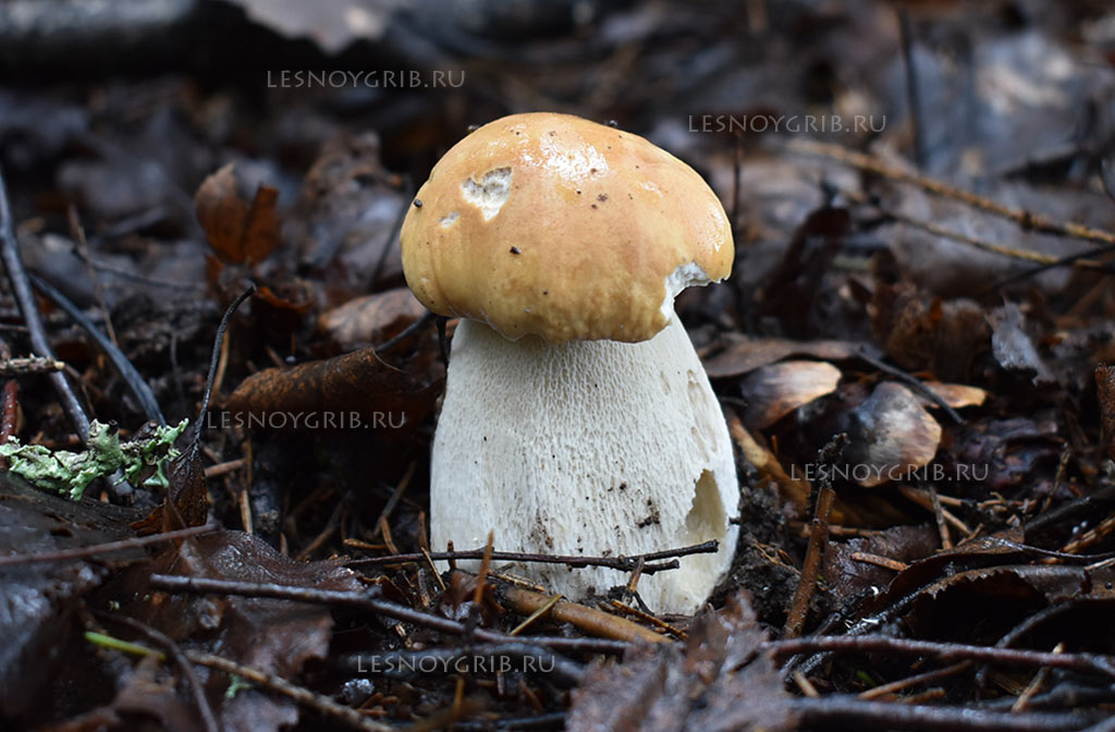 белый гриб фото 7