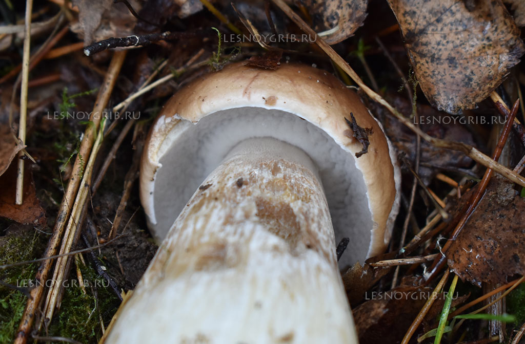 белый гриб фото 8