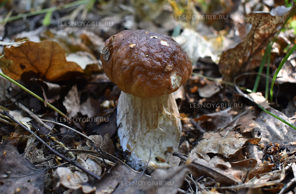 белый гриб фото 9