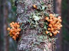 съедобные грибы растут на дереве