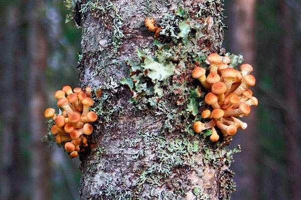 Съедобные грибы растущие на деревьях