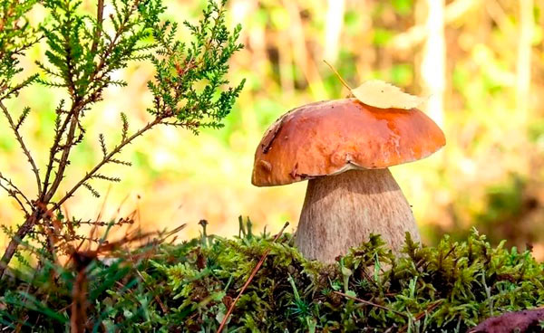 белый гриб в лесу