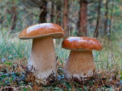 белые грибы растут в лесу