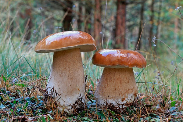 белые грибы растут в лесу