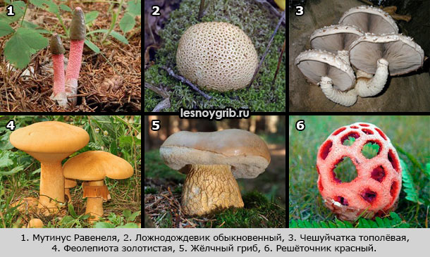 несъедобные грибы