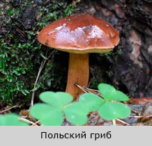 польский гриб на главной