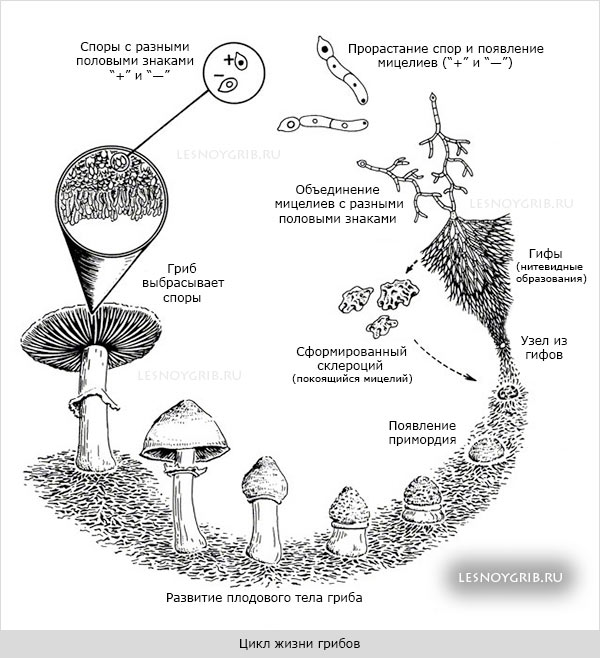 цикл жизни грибов
