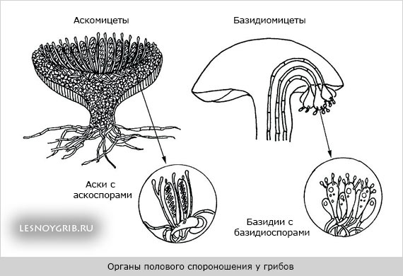 органы полового спороношения у грибов