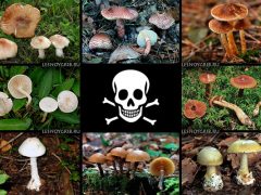 смертельно ядовитые грибы