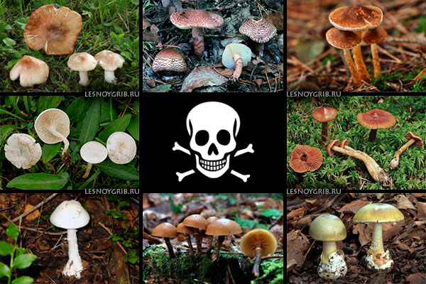 смертельно ядовитые грибы