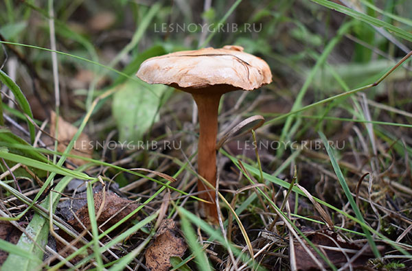 перечный гриб фото 1