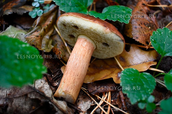 польский гриб фото 4