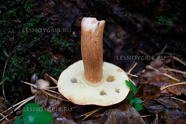 польский гриб фото 6