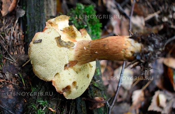 польский гриб фото 8