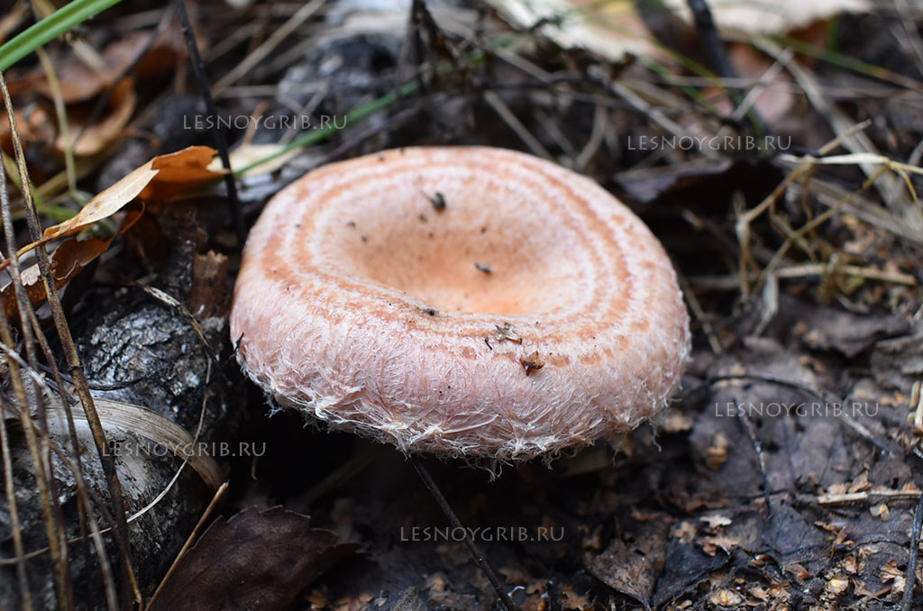 Натуральные грибы волнушки окраски - иллюстрация в векторном формате