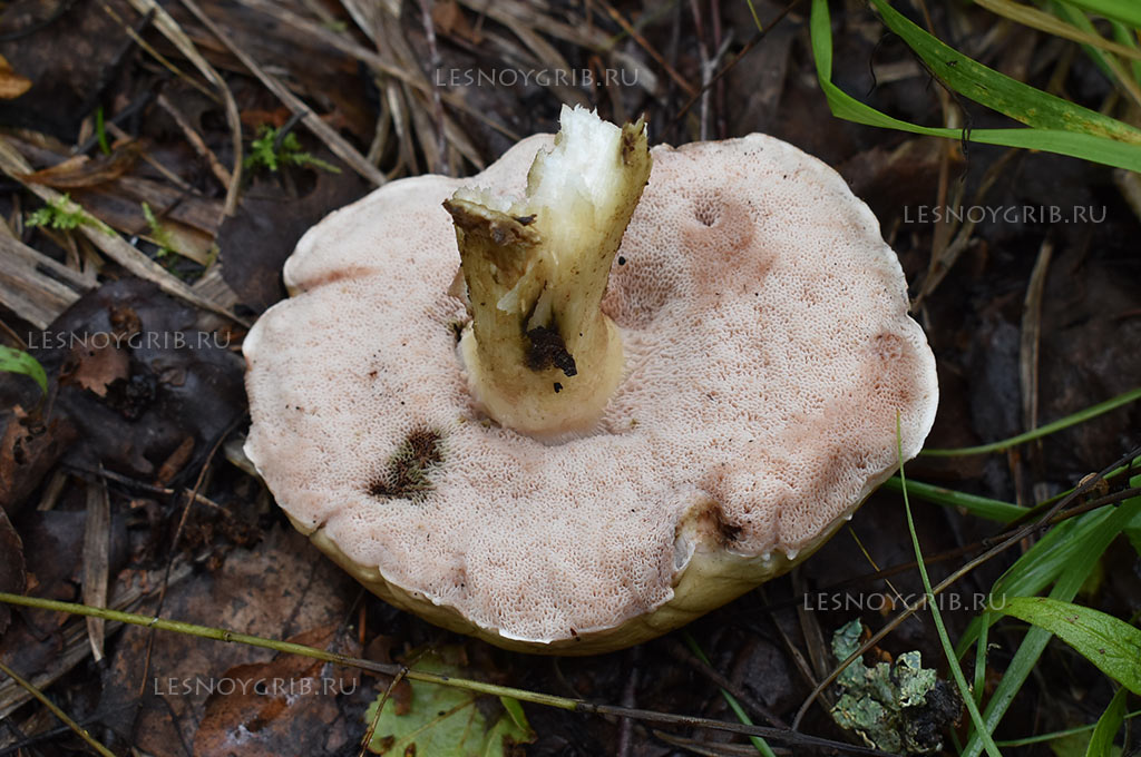желчный гриб фото 7