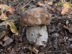 белый гриб фото 1